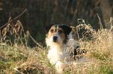 JACK RUSSEL 346